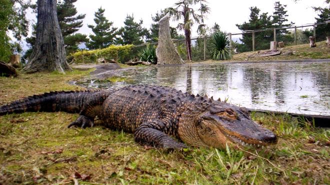 Un guía turístico muere atacado por cocodrilos en una reserva de Sudáfrica  | leonoticias