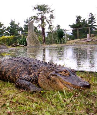 Un guía turístico muere atacado por cocodrilos en una reserva de Sudáfrica  | leonoticias