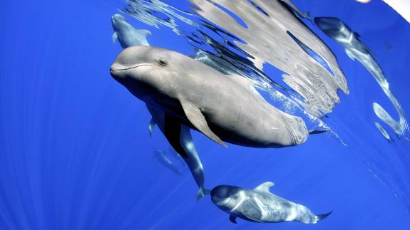 Un delfín.