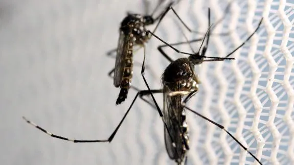 Mosquitos Aedes aegypti, transmisores de la fiebre amarilla.