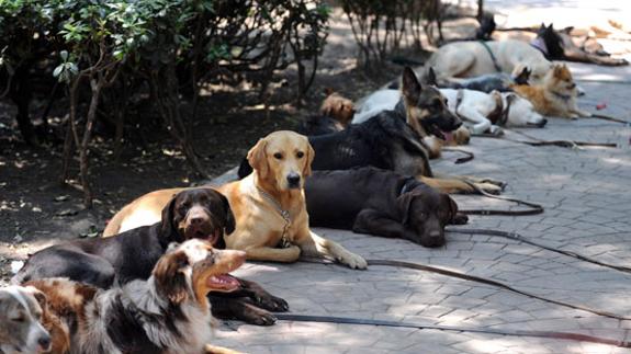 Varios perros descansan.