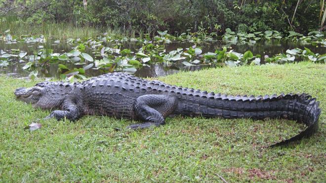 Un cazador muere devorado por dos cocodrilos en Zimbabue | leonoticias