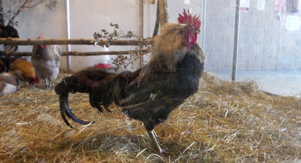 El gallo ha sido protagonista en La Vecilla.