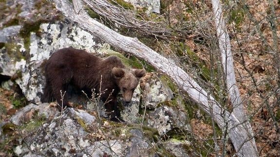 Imagen de un oso parado 