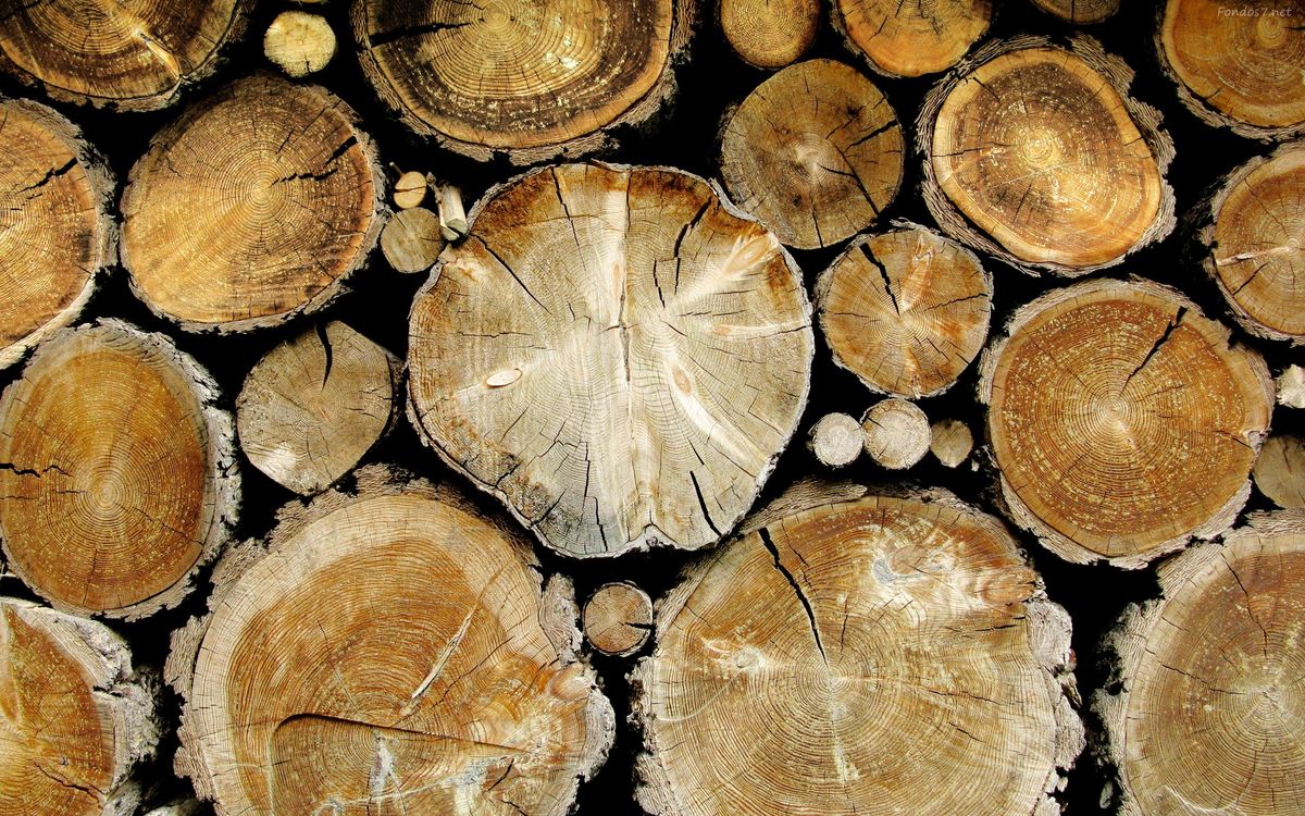 Árboles talados listos para ser utilizados como madera de obra. 