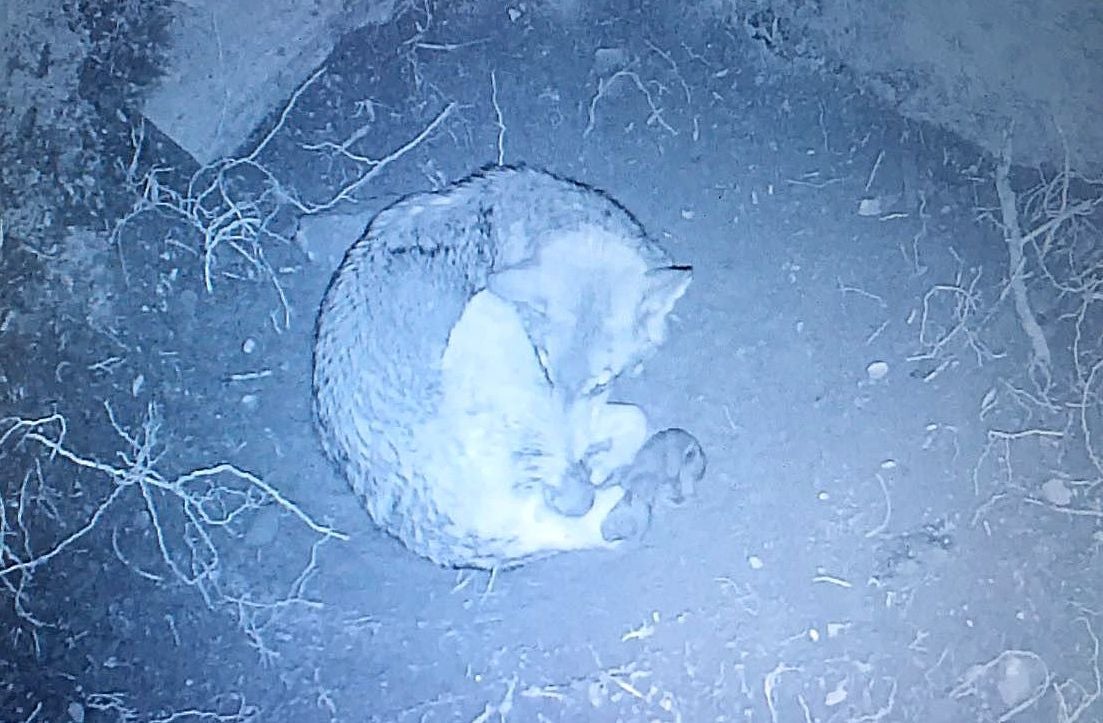 Imagen de ‘Dakota’ y sus tres cachorros, tomada con una cámara en el interior de la lobera.