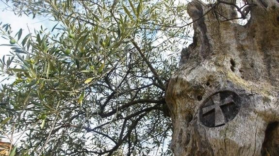 Marca de la Cruz de Santiago en un olivo centenario en la localidad del Bierzo Alto de Labaniego, por donde discurre el 'Camino olvidado'