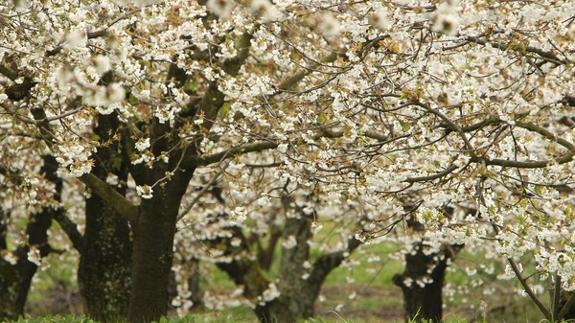 Cerezos en flor en Corullón.