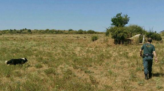 La Unidad Canina de la Guardia Civil rastrea la zona próxima al Aeropuerto de León .