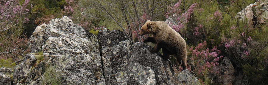 Oso Pardo en la Cordillera Cantábrica.