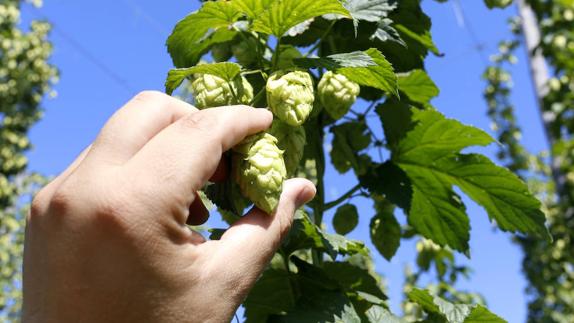  Plantación de lúpulo en la localidad leonesa de Carrizo de la Ribera.