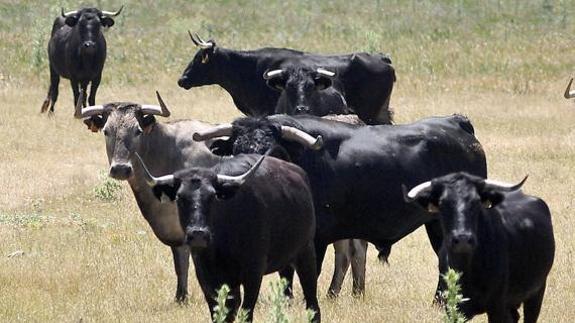 Lidia, carne y turismo afianzan el futuro del ganado bravo en Castilla y León