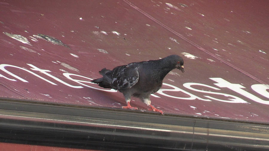 El Consistorio asegura que «hay que controlar pero no eliminar» las plagas de palomas.