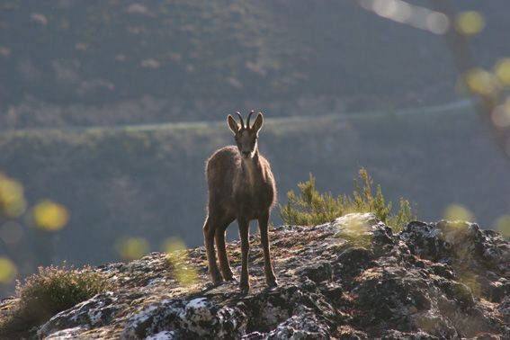 Ejemplar de rebeco en Picos de Europa.