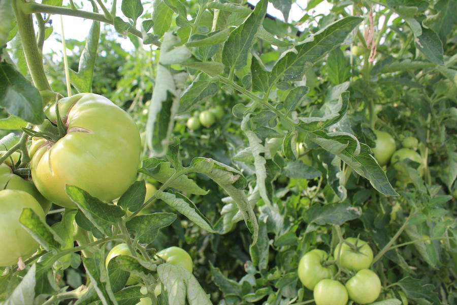 Imagen de una de las plantaciones de tomates de Hortalizas García