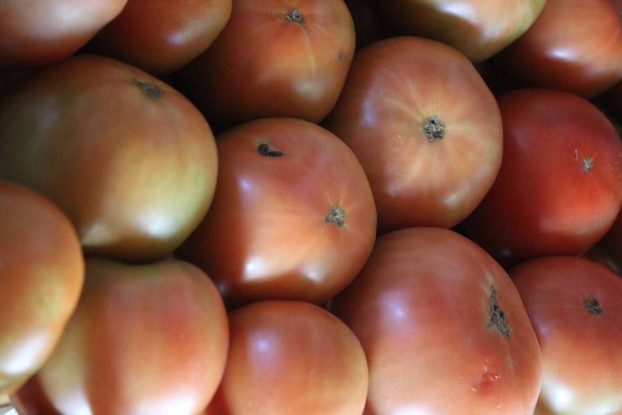 Tomates cultivados en Mansilla de las Mulas