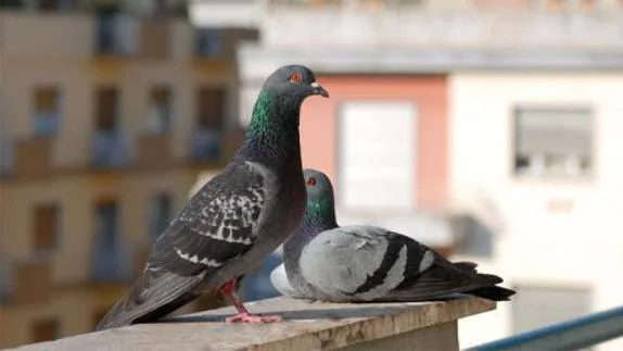 El Ayuntamiento ha retirado en los últimos tres años más de 3.800 palomas de los edificios