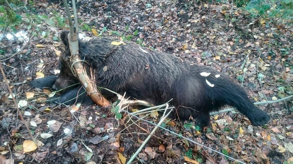 La osa, atrapada en el lazo de acero