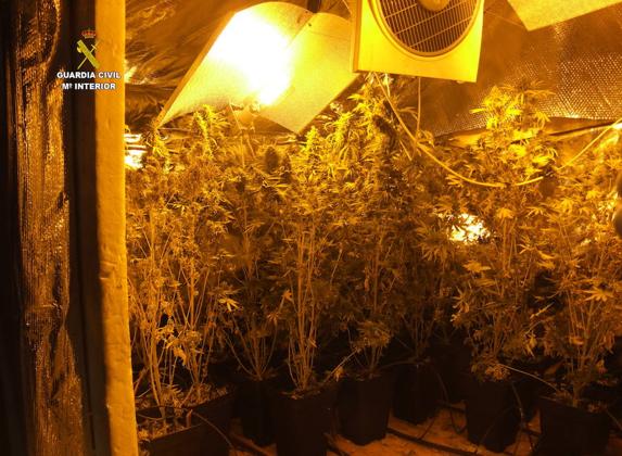 Plantación localizada en el interior de la vivienda de Carucedo. 