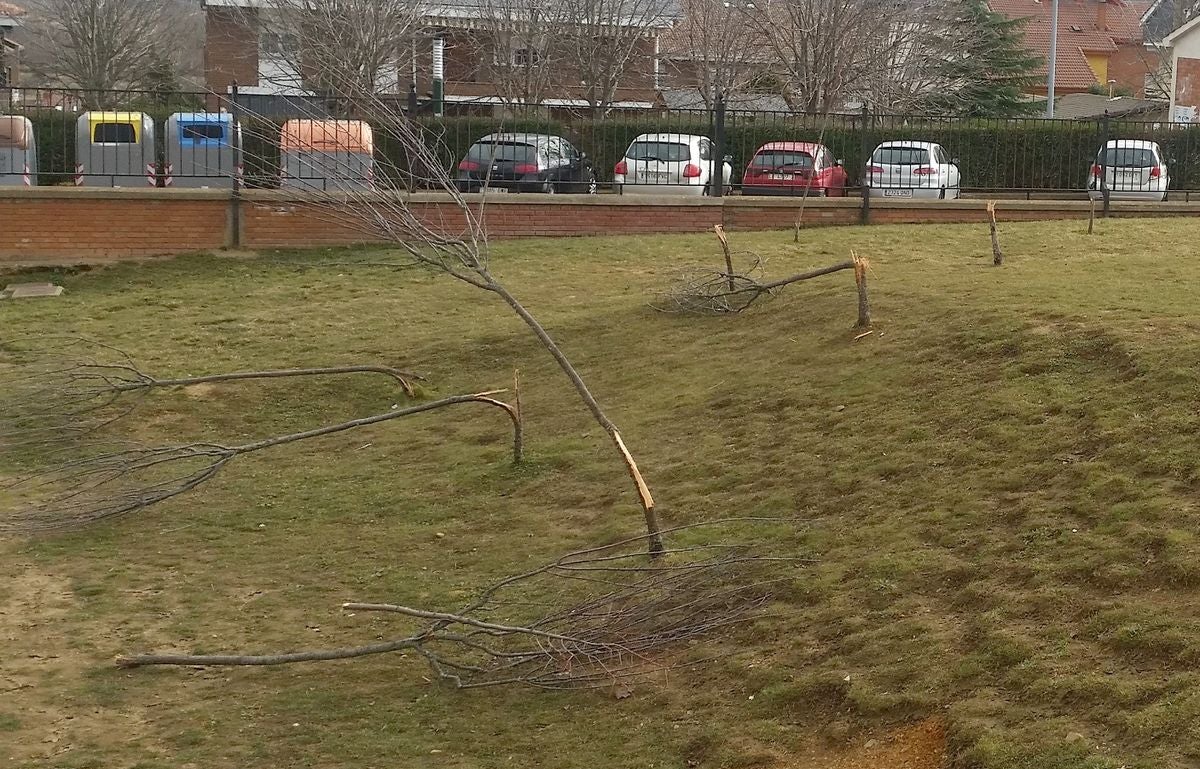 Imagen de los árboles destrozados en el centro docente.