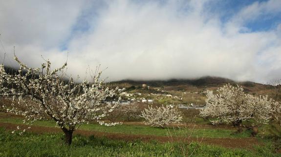 Cerezos en flor en Corullón.