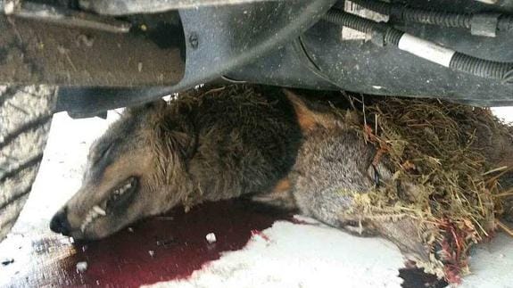 Uno de los lobos encontrados muertos en un aparcamiento de Arriondas. 