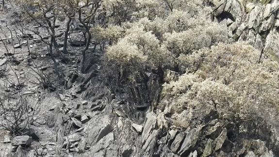 El pareja de la Tebaida, este lunes, tras cinco días ardiendo en llamas. 