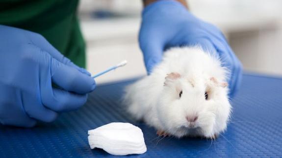 Una cobaya es analizada en un laboratorio.