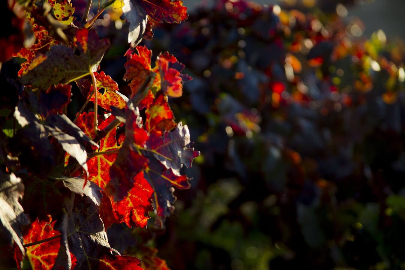 Las viñas riojanas, en otoño
