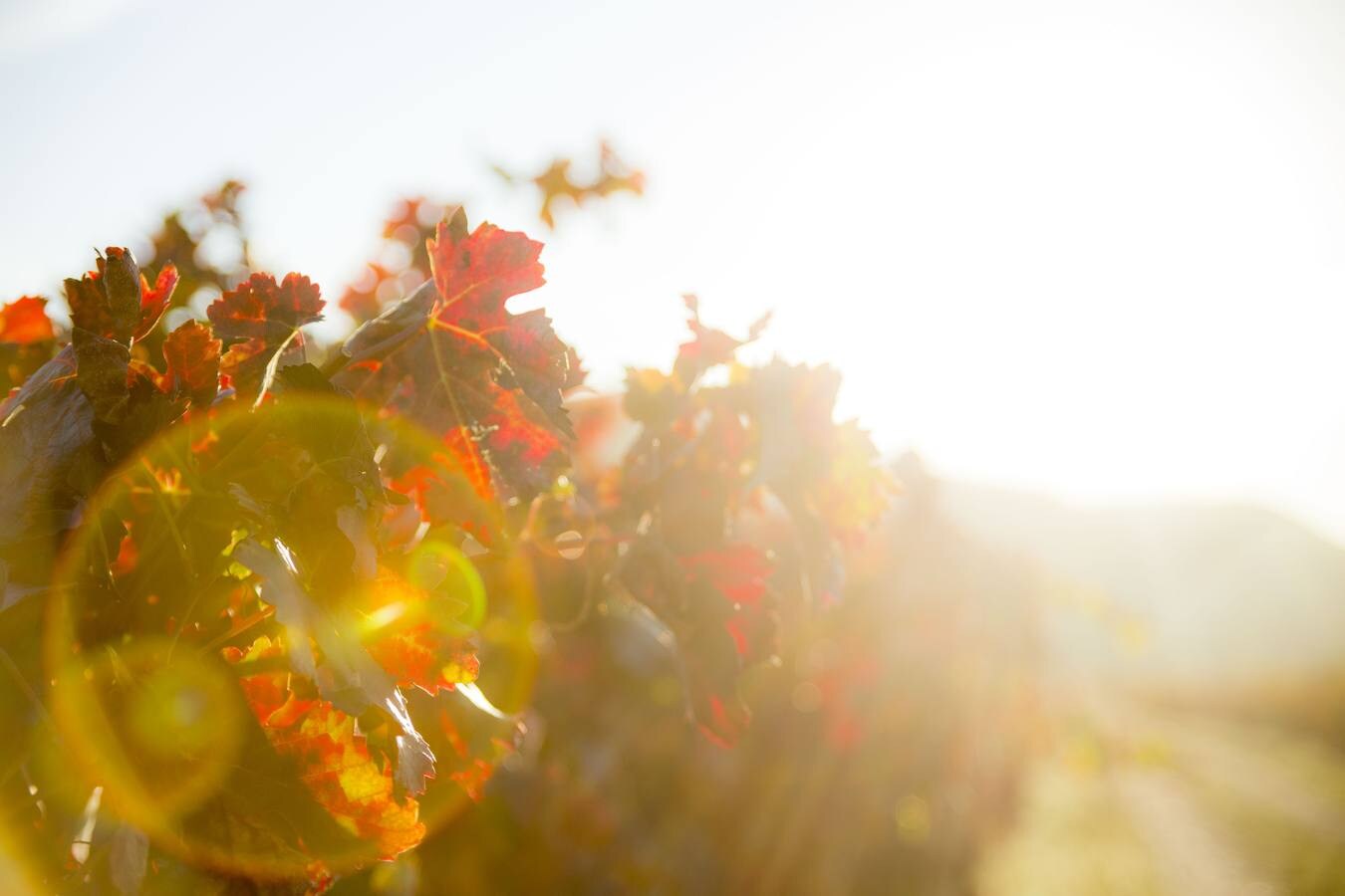 Las viñas riojanas, en otoño