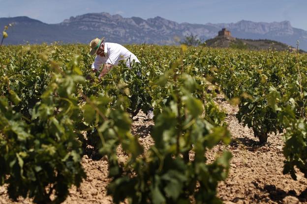 El Consejo busca a los herederos de viñedos de 24 viticultores fallecidos