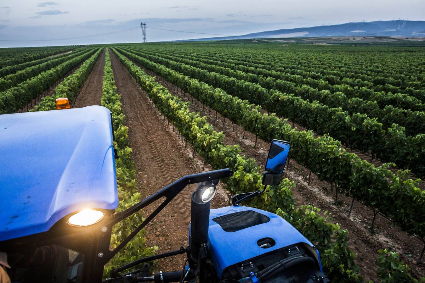 El Consejo cree que la cosecha «cumplirá expectativas» de producción y empieza a exigir descargas en las viñas más productivas | La Rioja Alta fue la zona más castigada por la helada en el 2017 y ha sido la más afectada por el mildiu este año