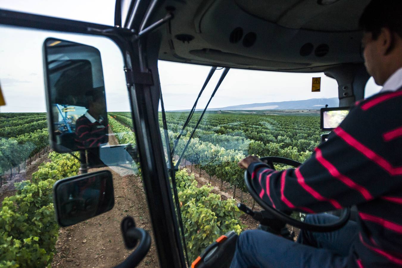 El Consejo cree que la cosecha «cumplirá expectativas» de producción y empieza a exigir descargas en las viñas más productivas | La Rioja Alta fue la zona más castigada por la helada en el 2017 y ha sido la más afectada por el mildiu este año