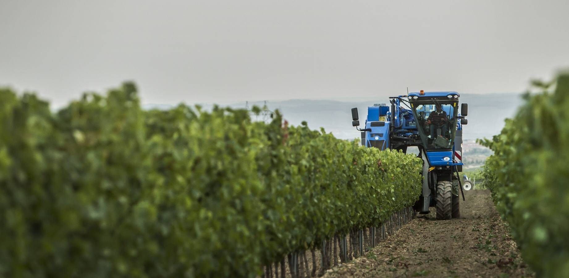 El Consejo cree que la cosecha «cumplirá expectativas» de producción y empieza a exigir descargas en las viñas más productivas | La Rioja Alta fue la zona más castigada por la helada en el 2017 y ha sido la más afectada por el mildiu este año