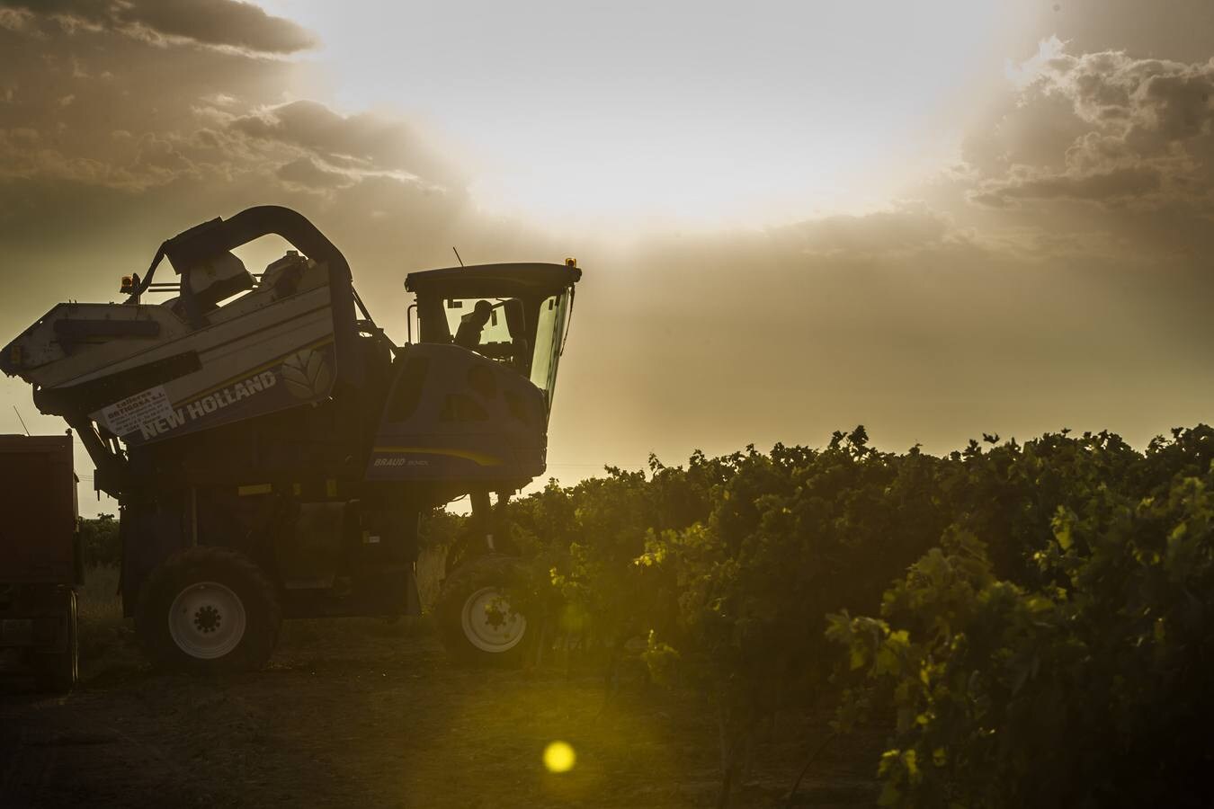 El Consejo cree que la cosecha «cumplirá expectativas» de producción y empieza a exigir descargas en las viñas más productivas | La Rioja Alta fue la zona más castigada por la helada en el 2017 y ha sido la más afectada por el mildiu este año