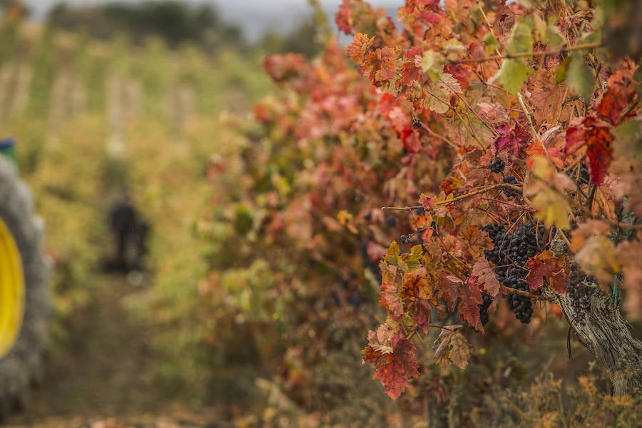 Imágenes que retratan la vendimia en los últimos corros de La Rioja. Piezas que por logística han estado pendientes de entrar en el lago hasta el último momento. 
