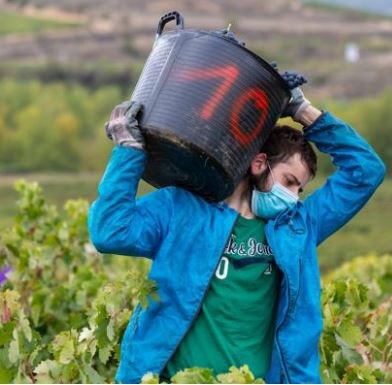Vendimia segura en la DOCa Rioja