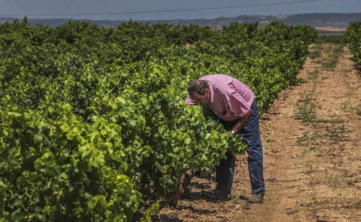 Amador Escudero, de Bodegas Ilurce, comprueba la maduracion del viñedo en Alfaro