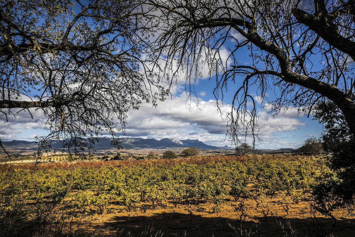 Finca Los Mártires, de Miguel Ángel de Gregorio, en Briones.