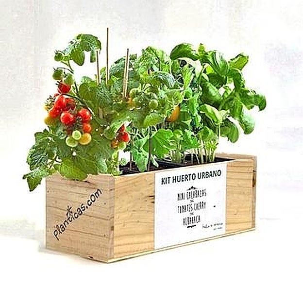 Kit de Tomates cherry, mini calabazas y albahaca (21 euros).