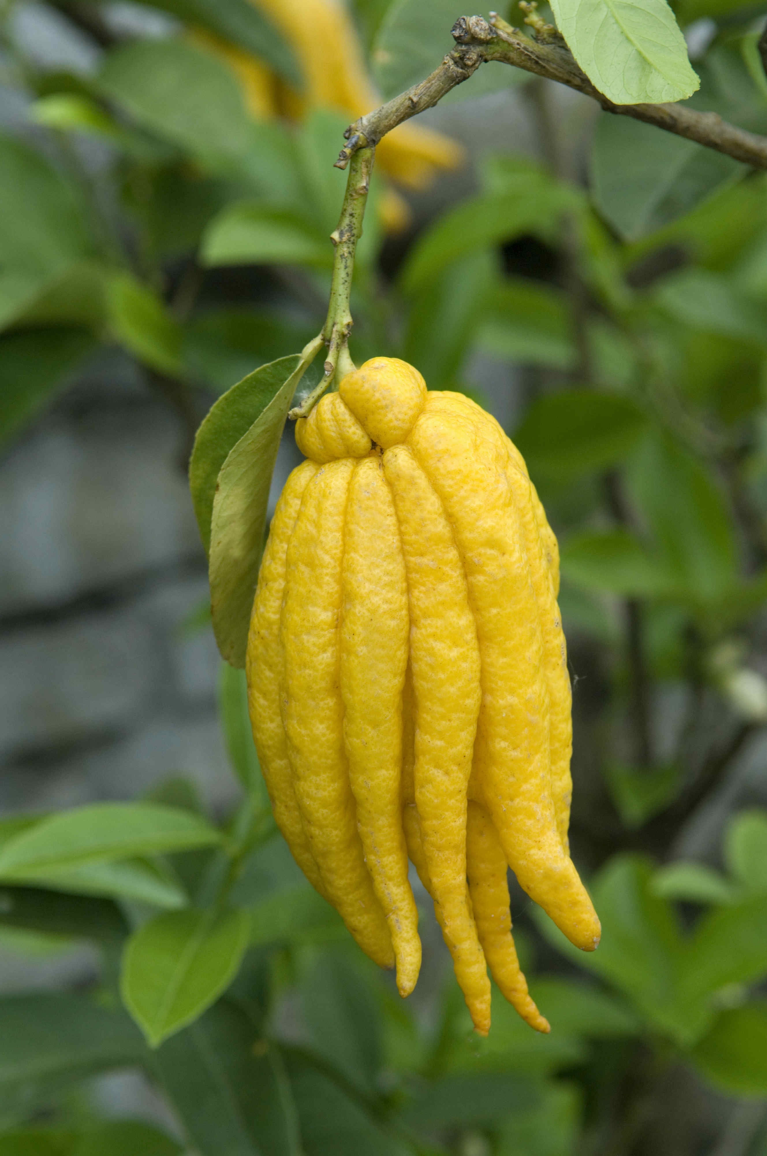 Una variedad de limón extraña que apenas contiene pulpa y obtiene el nombre de manos de Buda por su forma.