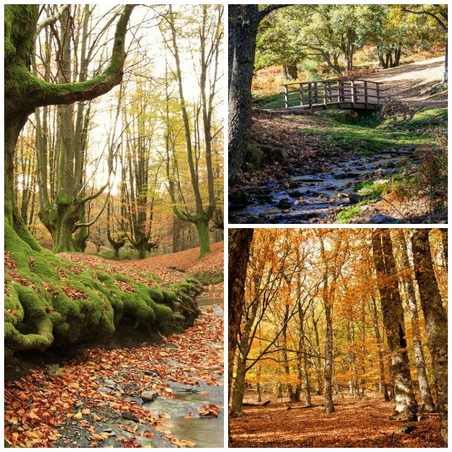 Si eres de las que prefiere disfrutar de los colores de la naturaleza, las posibilidades son casi infinitas, pues podemos escapar de las fauces de la gran urbe y desconectar del mundo en los bosques de la Comunidad de Madrid, como el Hayedo de Montejo, el de Pedrosa, o el Castañar del Tiemblo; en Cataluña, al este, soñamos con perdernos por los bosques del Parque Nacional de Montseny; y si preferimos poner rumbo al norte, nada mejor que recorrer las orillas del Sil y disfrutar de los paisajes mágicos de la Ribeira Sacra. En cuanlquiera de estas tres propuestas encontraremos paisajes que parecerán cuadros impresionistas, con sus árboles pintados de ocre, rojo y verde..