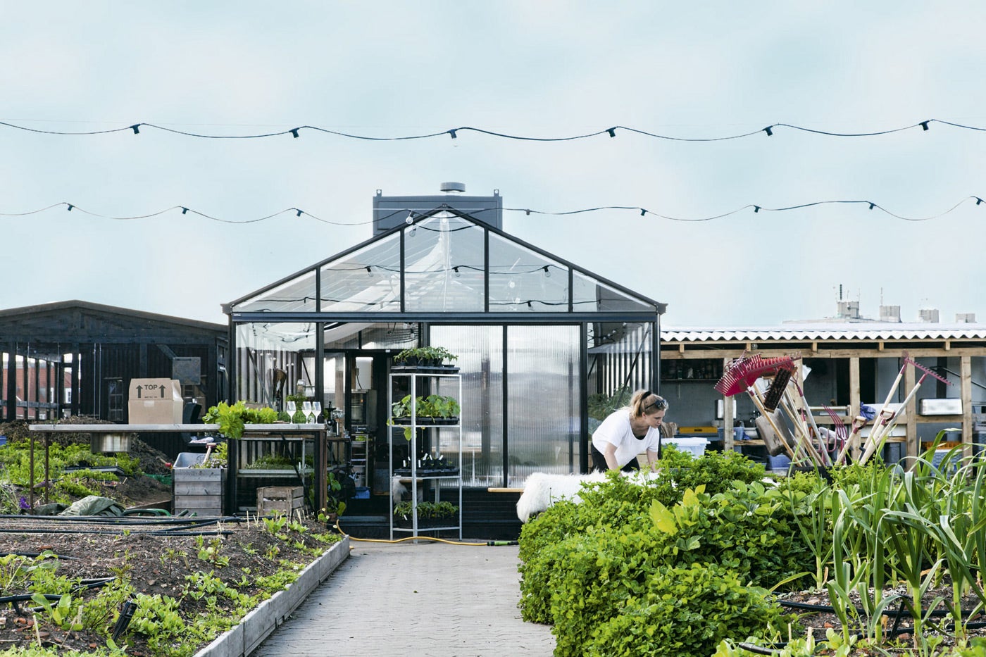 Ya lo dijo René Redzepi tras anunciar el cierre de Noma: su regreso sería con un local 100% sostenible o no sería. Por eso en Stedsans, situado en una azotea de Copenhague, todo proviene de sus propias huerta y granja. En España, Azurmendi, de Eneko Atxa (Bizkaia) ostenta, además de tres estrellas Michelin, el reconocimiento como uno de los restaurantes más sostenibles del mundo.