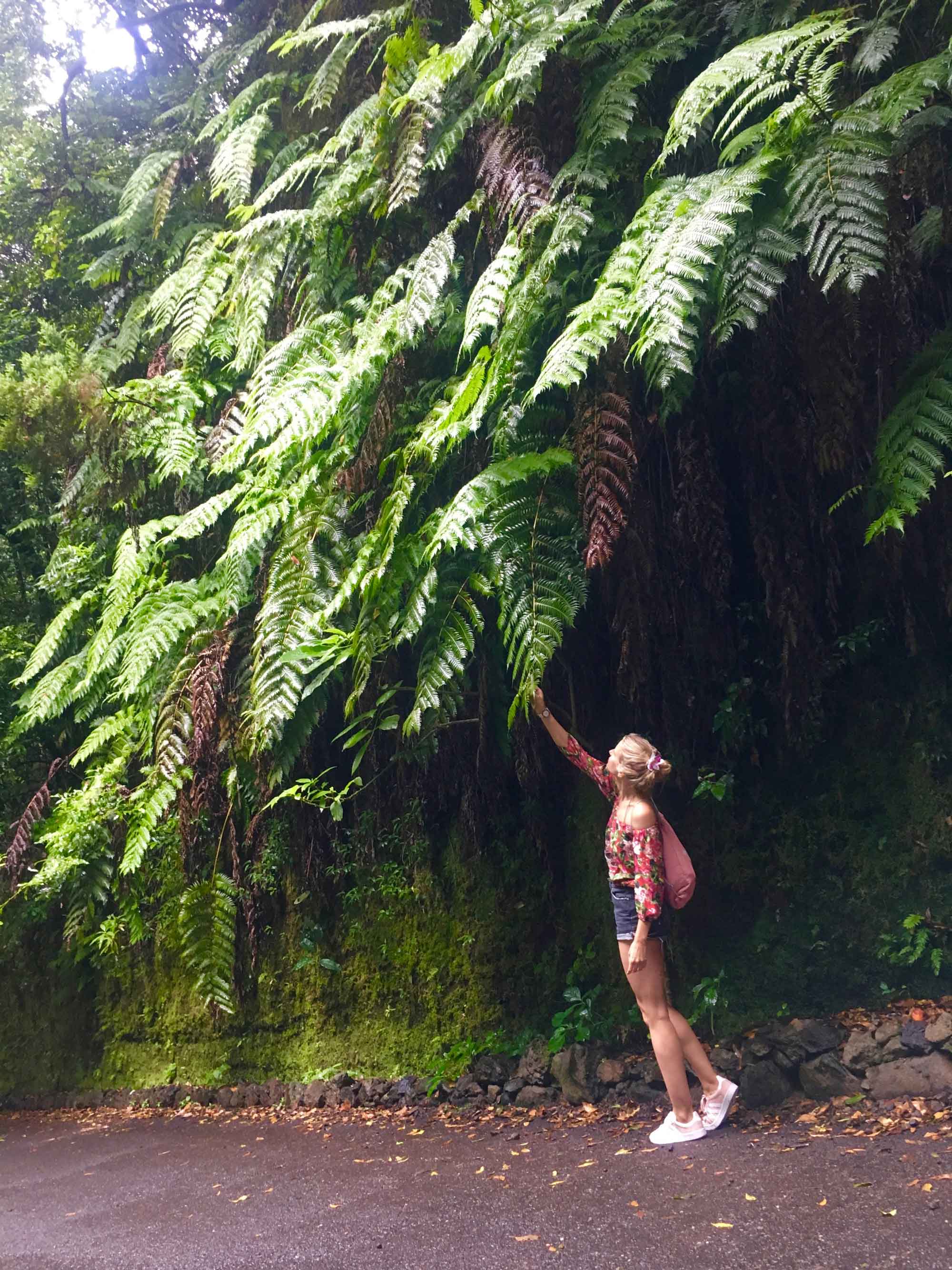 María en el Bosque de los Tilos, en San Andrés y Sauces.
