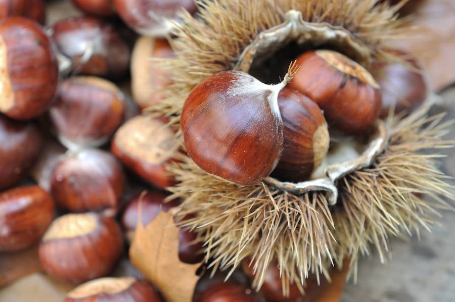 Es un fruto seco rico en hidratos de carbono, vitaminas y minerales, con bajo contenido en grasa. Su fibra es útil para el organismo, buen remedio en el caso de diarrea, por sus taninos (astringentes). La vitamina B que aporta puede aprovecharse si se consumen crudas y las vitaminas de este grupo que aportan contribuye a paliar la apatía o melancolía de esta época. Su contenido en B2 es beneficiosa para el cuidado de la piel. En cuanto a los minerales, destaca su aporte en potasio, que ayuda a controlar la retención de líquidos y la hipertensión, favorece la síntesis de las proteínas y permite convertir los hidratos en glucógeno (reserva de glúcidos en el hígado). El hierro que aportan las castañas permite prevenir la anemia y los dolores de cabeza.