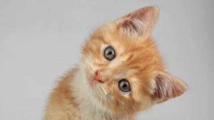 Fotos: 40 cachorros de los que te vas a enamorar