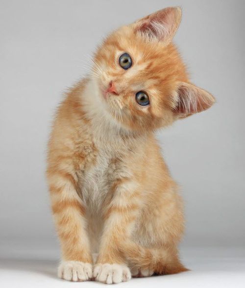 Si nos miras con esa carita...