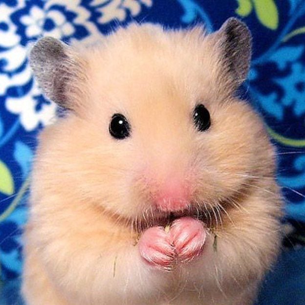 Este hamster tiene cara de no haber roto nunca nada...
