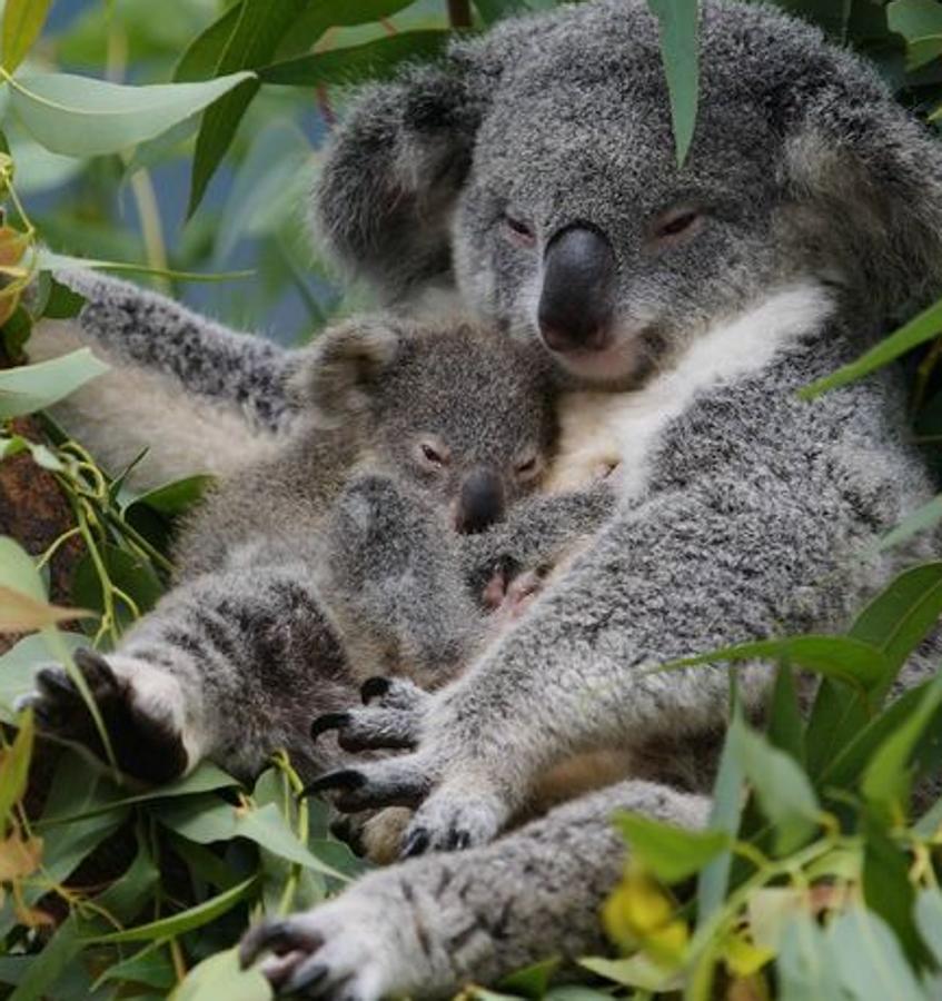 Bonita imagen de dos koalas abrazados.
