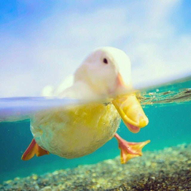 Nos parece tan divertido este pato... ¡Cuac!